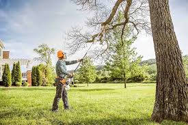 How Our Tree Care Process Works  in  Mccord, OK