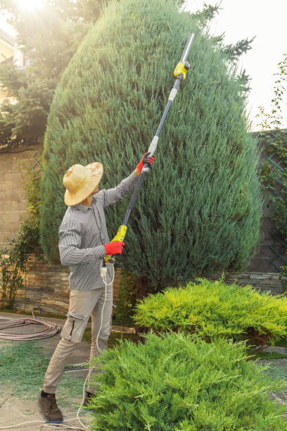 Best Tree Fertilization Services  in Mccord, OK