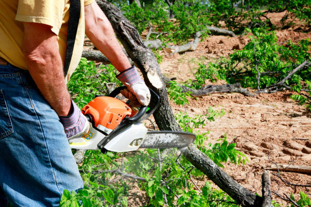 Best Hazardous Tree Removal  in Mccord, OK